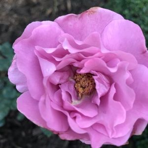 Meet your Posher, Hsin-luen